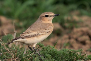 Кам'янка-танцівниця - стрибки мухоловка Кам'янка-танцівниця - стрибки мухоловка